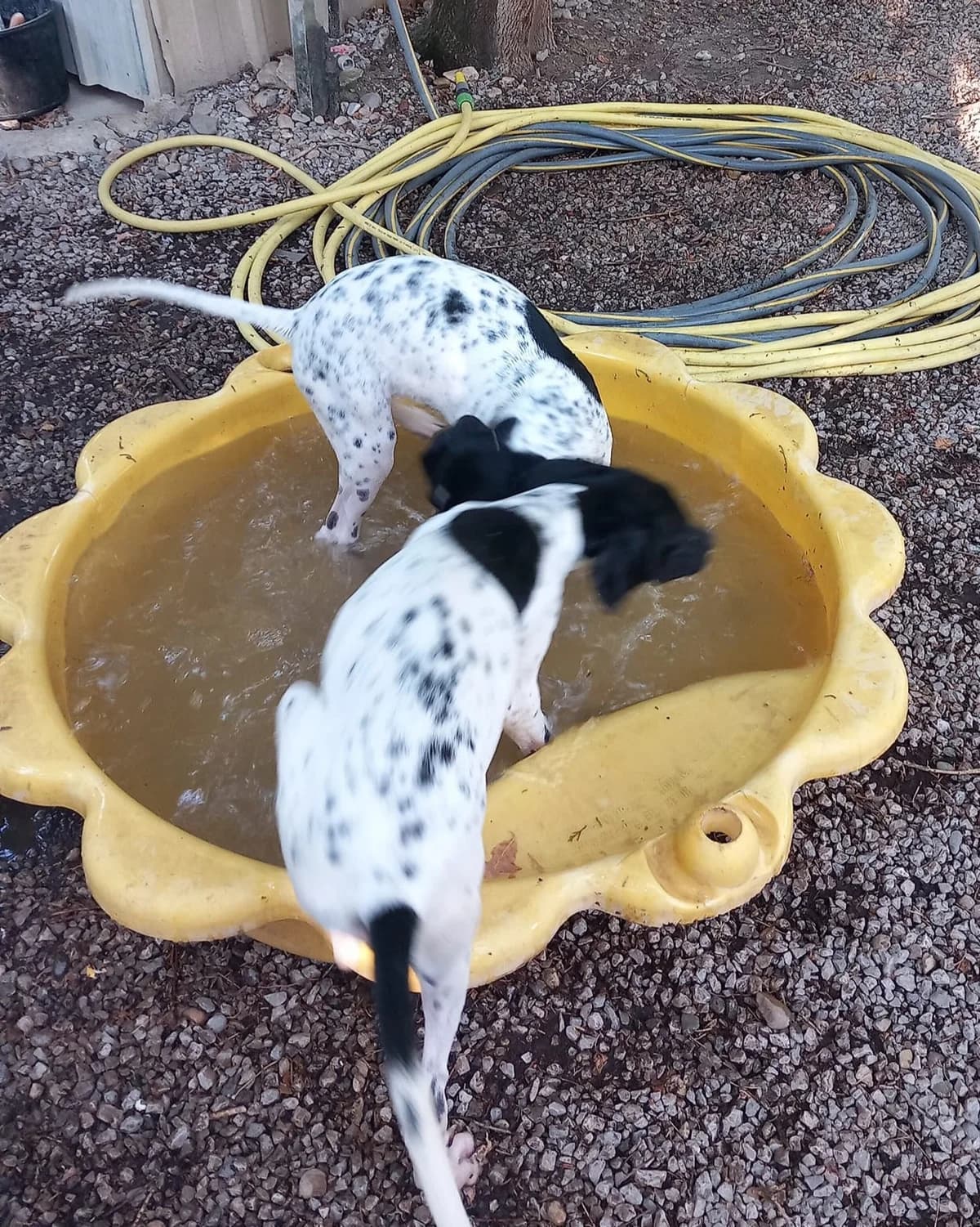 Cortex, Noir et blanc male Pointer for adoption at Association Secours Protection Animale (Manosque), Manosque