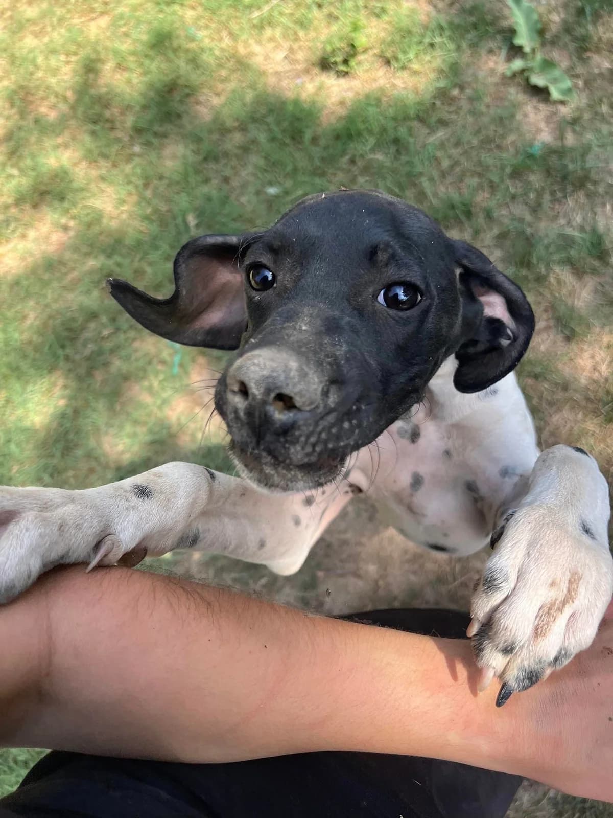 Cortex, Noir et blanc male Pointer for adoption at Association Secours Protection Animale (Manosque), Manosque — photo 3 of 7