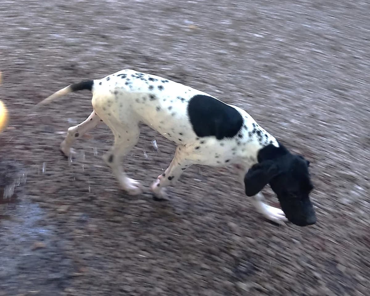 Cortex, Noir et blanc male Pointer for adoption at Association Secours Protection Animale (Manosque), Manosque — photo 4 of 7