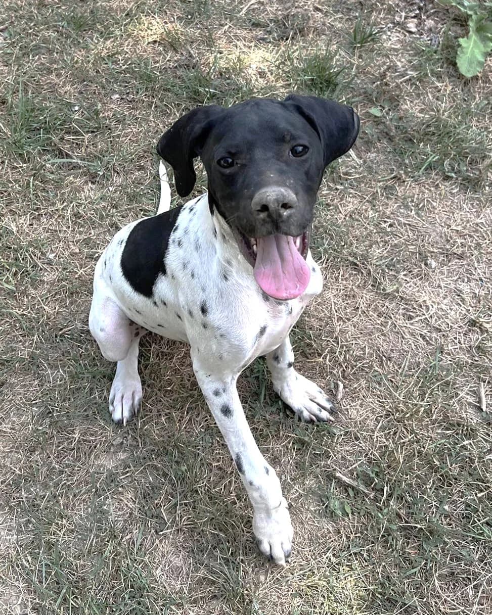 Cortex, Noir et blanc male Pointer for adoption at Association Secours Protection Animale (Manosque), Manosque — photo 5 of 7