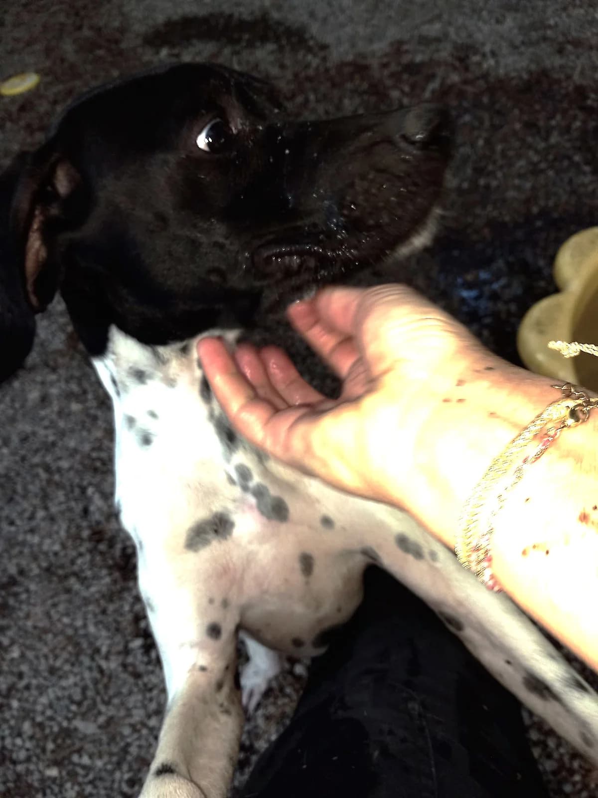 Cortex, Noir et blanc male Pointer for adoption at Association Secours Protection Animale (Manosque), Manosque — photo 6 of 7