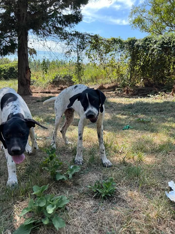Cortex, Noir et blanc male Pointer for adoption at Association Secours Protection Animale (Manosque), Manosque — photo 7 of 7