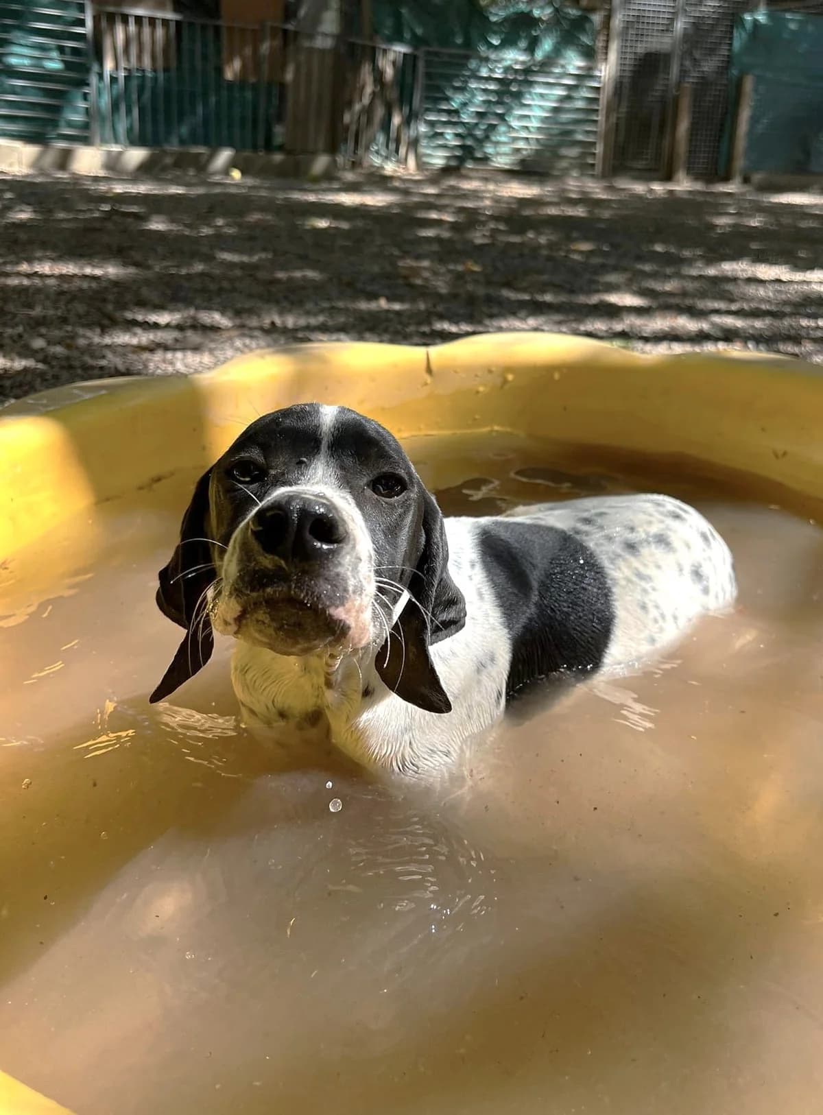 Minus, Noir et blanc male Pointer for adoption at Association Secours Protection Animale (Manosque), Manosque — photo 2 of 7