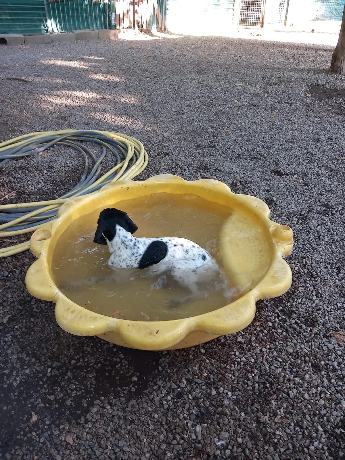 Minus, Noir et blanc male Pointer for adoption at Association Secours Protection Animale (Manosque), Manosque — photo 3 of 7