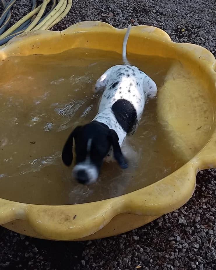 Minus, Noir et blanc male Pointer for adoption at Association Secours Protection Animale (Manosque), Manosque — photo 4 of 7