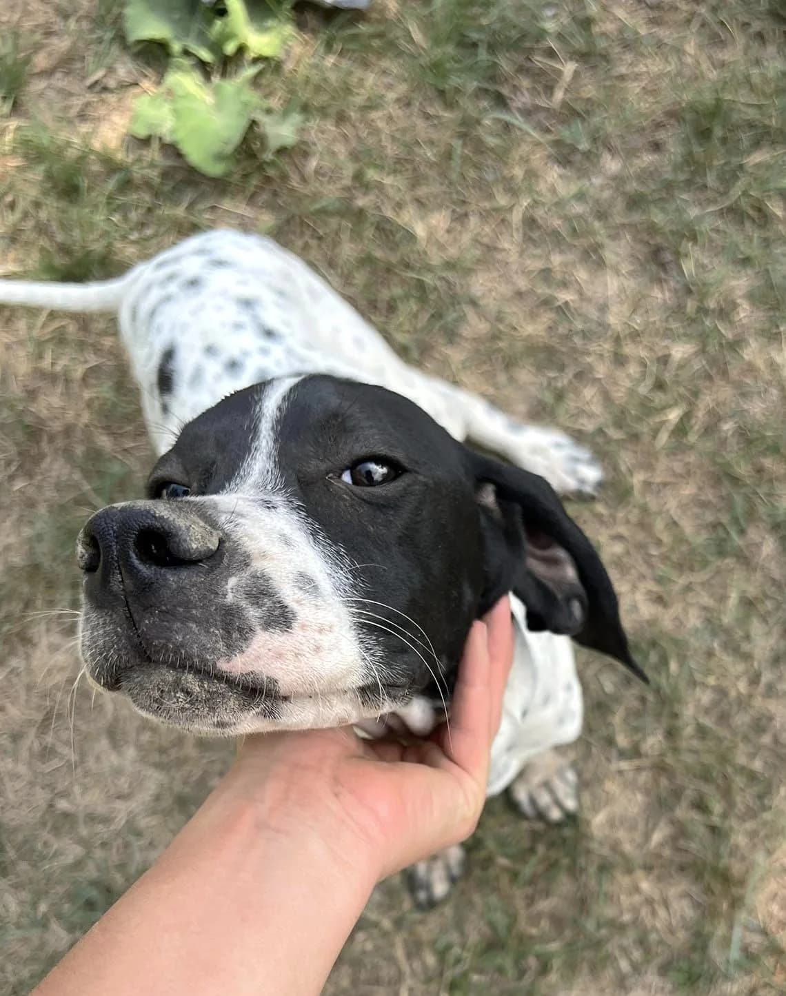 Minus, Noir et blanc male Pointer for adoption at Association Secours Protection Animale (Manosque), Manosque — photo 5 of 7