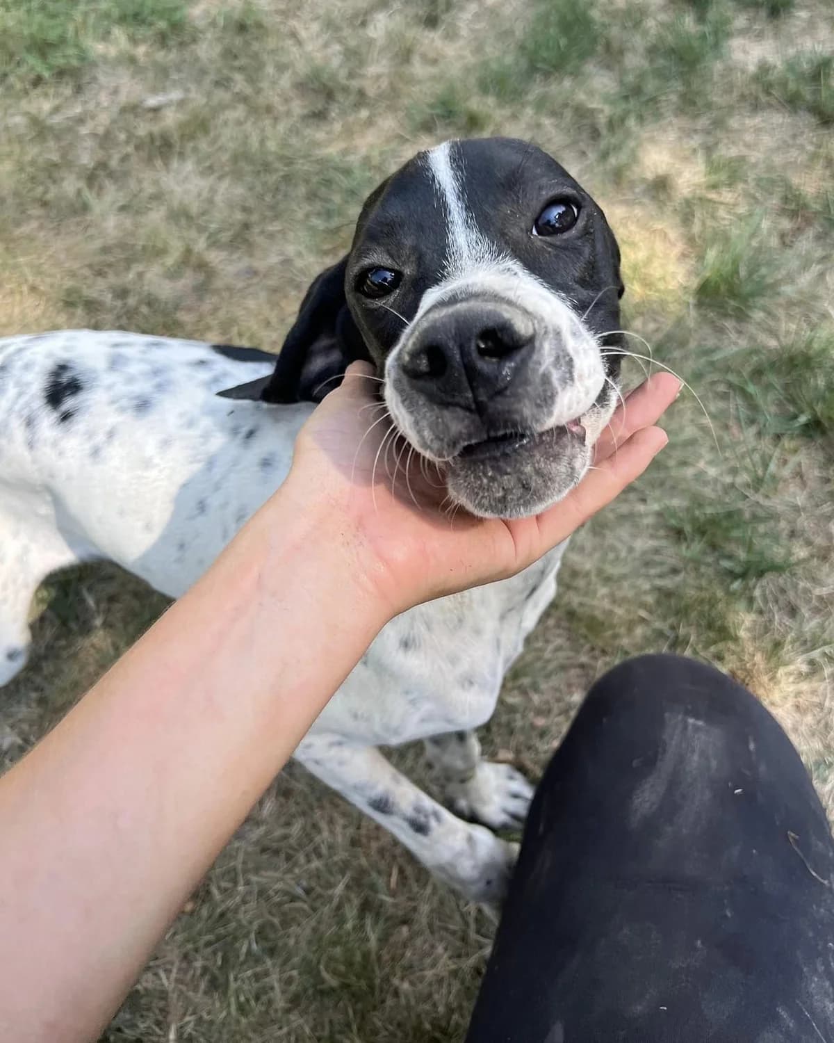 Minus, Noir et blanc male Pointer for adoption at Association Secours Protection Animale (Manosque), Manosque — photo 6 of 7