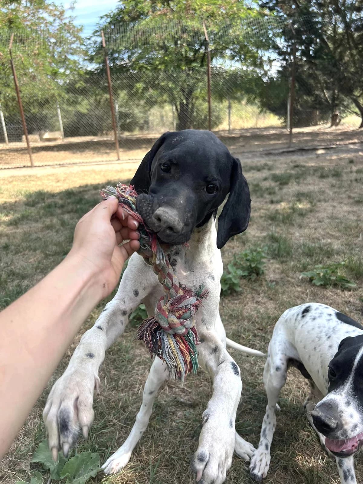 Minus, Noir et blanc male Pointer for adoption at Association Secours Protection Animale (Manosque), Manosque — photo 7 of 7