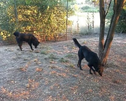 Tango3, Noir avec tache blanche male Australian Shepherd for adoption at Association Secours Protection Animale (Manosque), Manosque