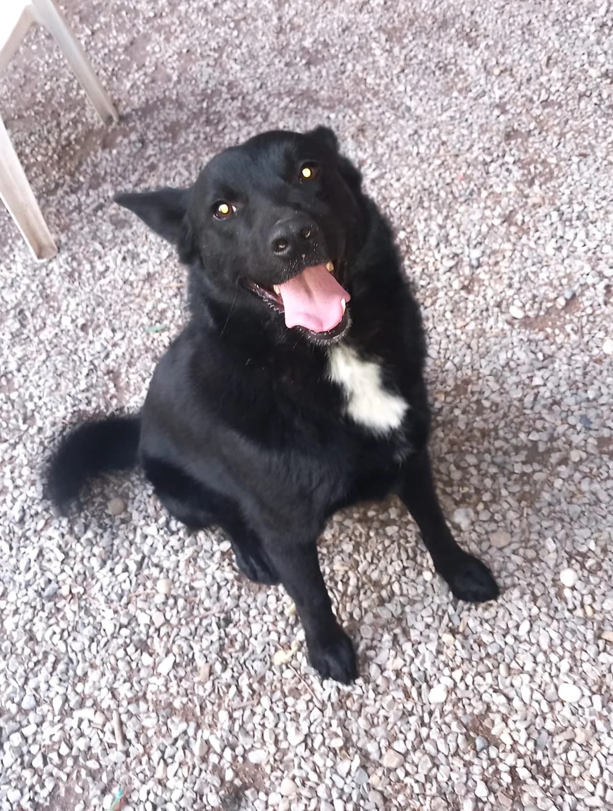 Tango3, Noir avec tache blanche male Australian Shepherd for adoption at Association Secours Protection Animale (Manosque), Manosque — photo 2 of 5