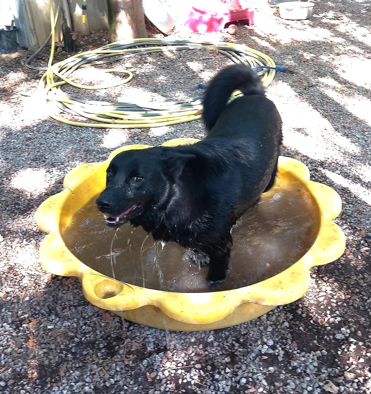 Tango3, Noir avec tache blanche male Australian Shepherd for adoption at Association Secours Protection Animale (Manosque), Manosque — photo 3 of 5