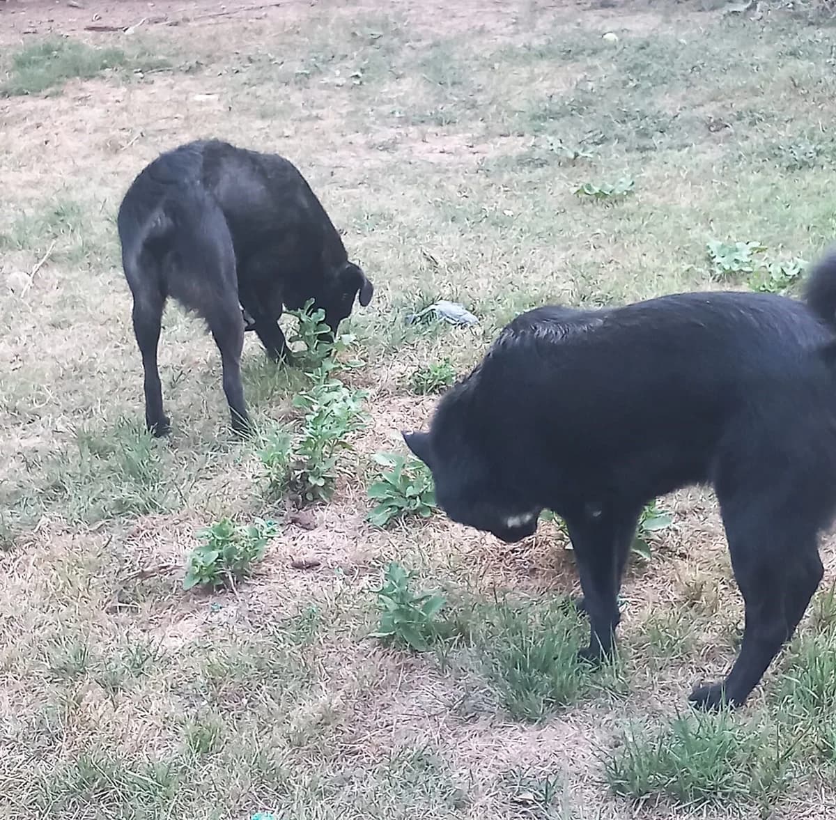 Tango3, Noir avec tache blanche male Australian Shepherd for adoption at Association Secours Protection Animale (Manosque), Manosque — photo 4 of 5