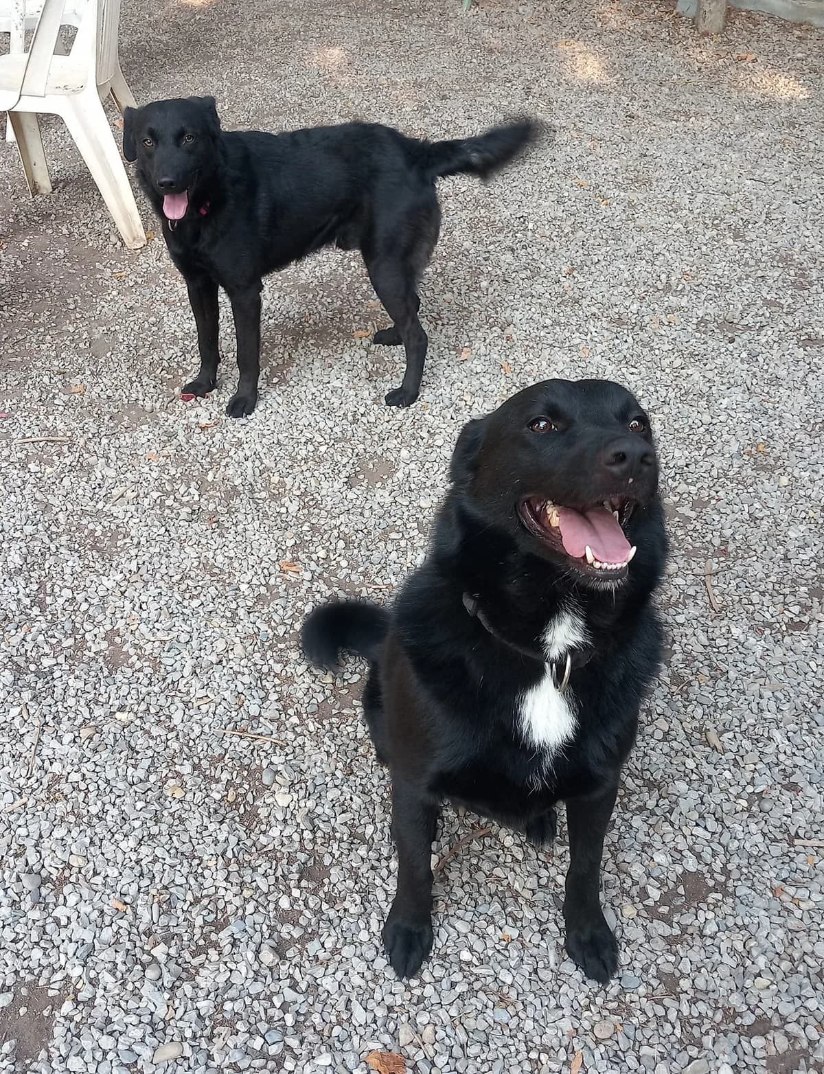 Tango3, Noir avec tache blanche male Australian Shepherd for adoption at Association Secours Protection Animale (Manosque), Manosque — photo 5 of 5