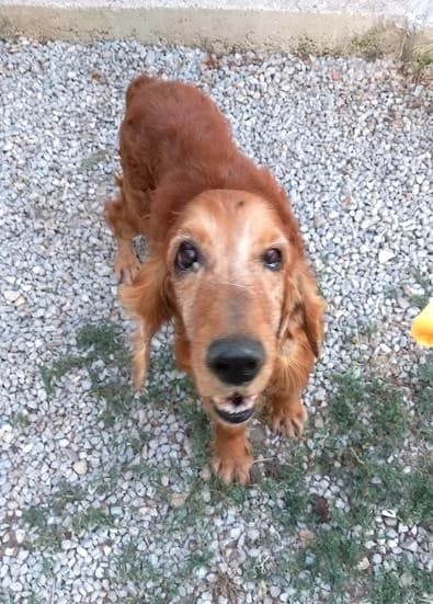 Saca, Fauve male Cocker Spaniel for adoption at Association Secours Protection Animale (Manosque), Manosque — photo 2 of 2