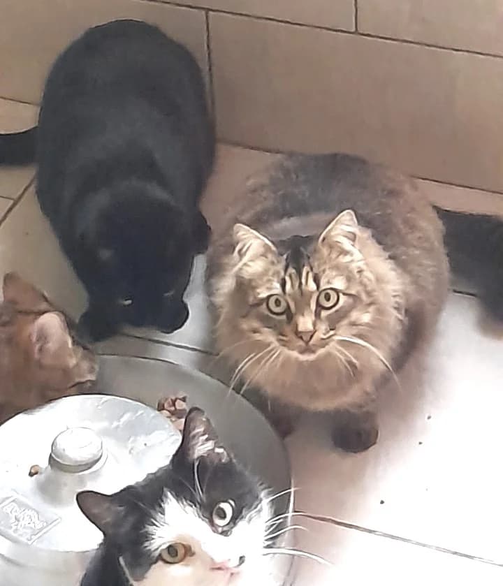Ohayo, Tigré male European Shorthair for adoption at Association Secours Protection Animale (Manosque), Manosque