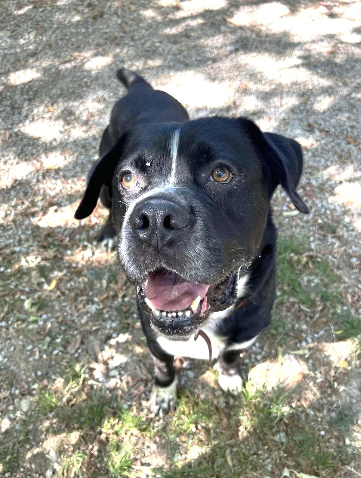 Mastock, Noir male 6yo Mixed Breed for adoption at Association Secours Protection Animale (Manosque), Manosque