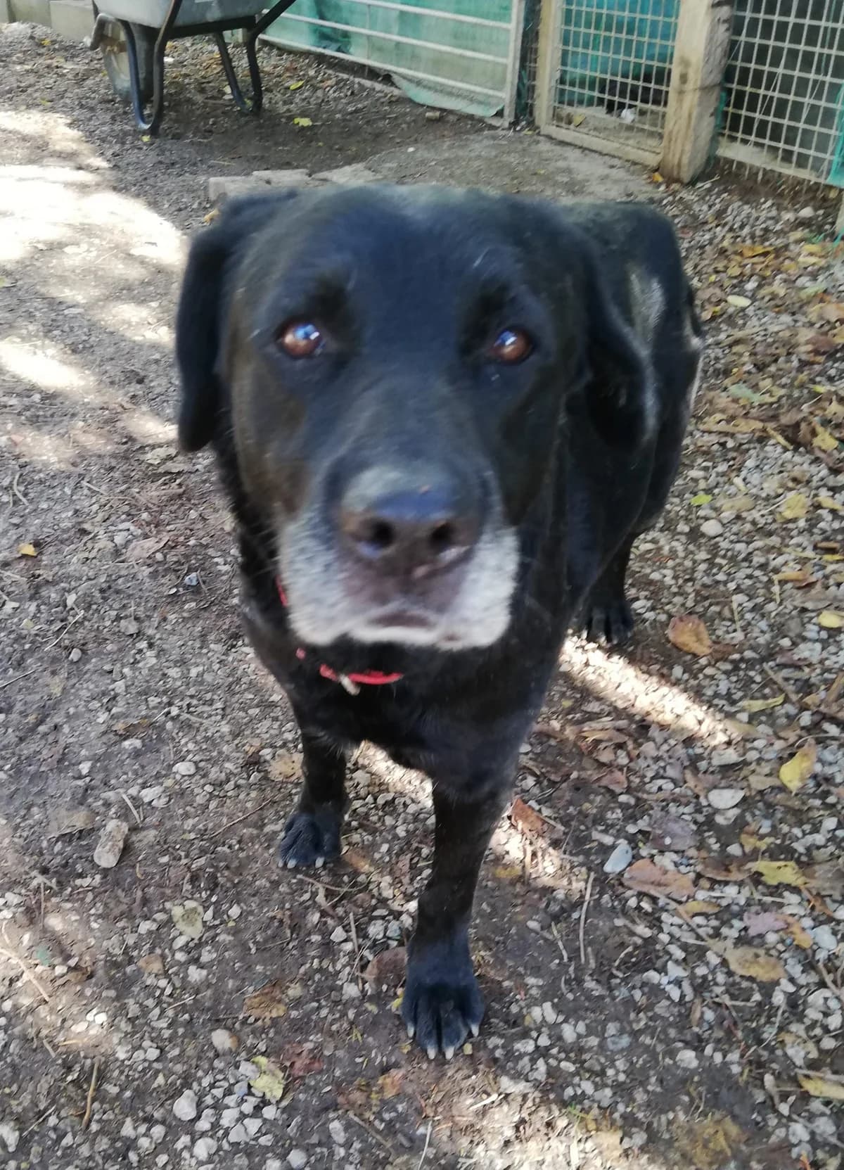 Moka, Noire female senior Labrador Retriever for adoption at Association Secours Protection Animale (Manosque), Manosque