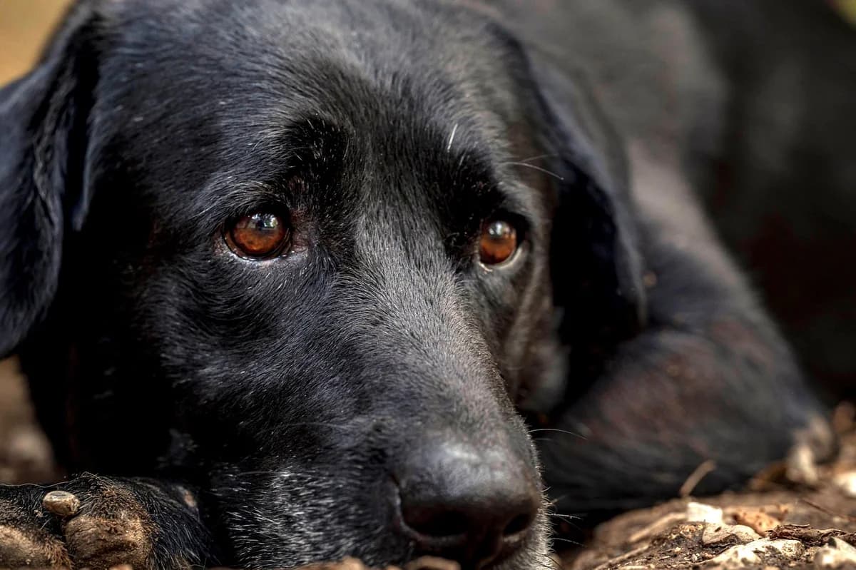 Moka, Noire female senior Labrador Retriever for adoption at Association Secours Protection Animale (Manosque), Manosque