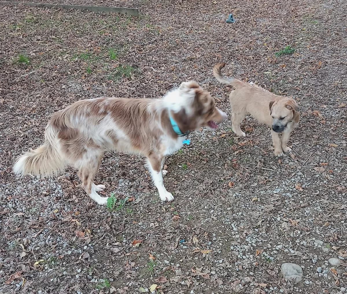 Tao-2, Commentaires :      Tao s entend avec tous les chiens.  Australian Shepherd for adoption at Association Secours Protection Animale (Manosque), Manosque