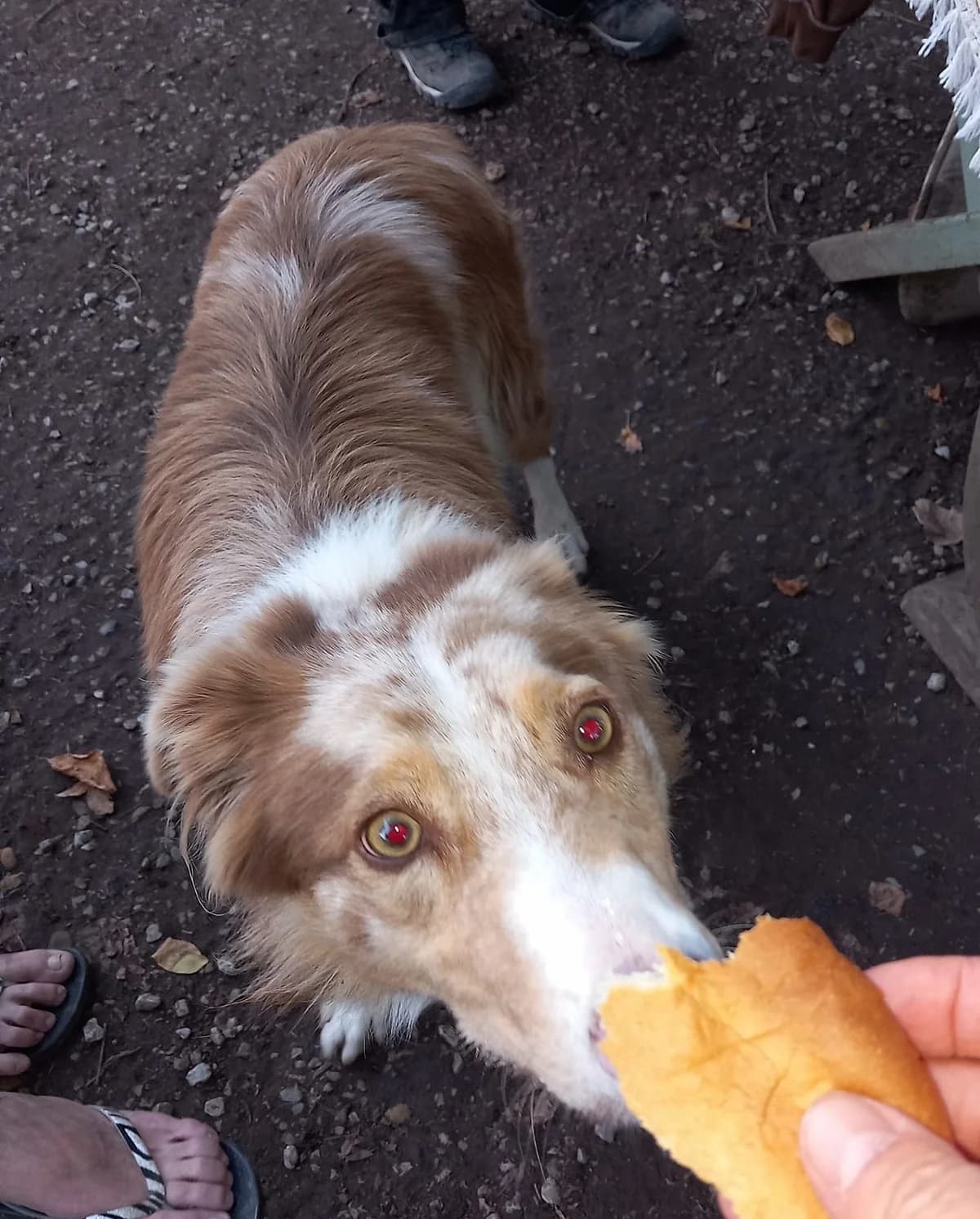 Tao-2, Commentaires :      Tao s entend avec tous les chiens.  Australian Shepherd for adoption at Association Secours Protection Animale (Manosque), Manosque — photo 2 of 8