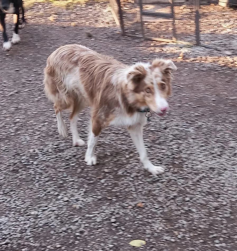 Tao-2, Commentaires :      Tao s entend avec tous les chiens.  Australian Shepherd for adoption at Association Secours Protection Animale (Manosque), Manosque — photo 3 of 8