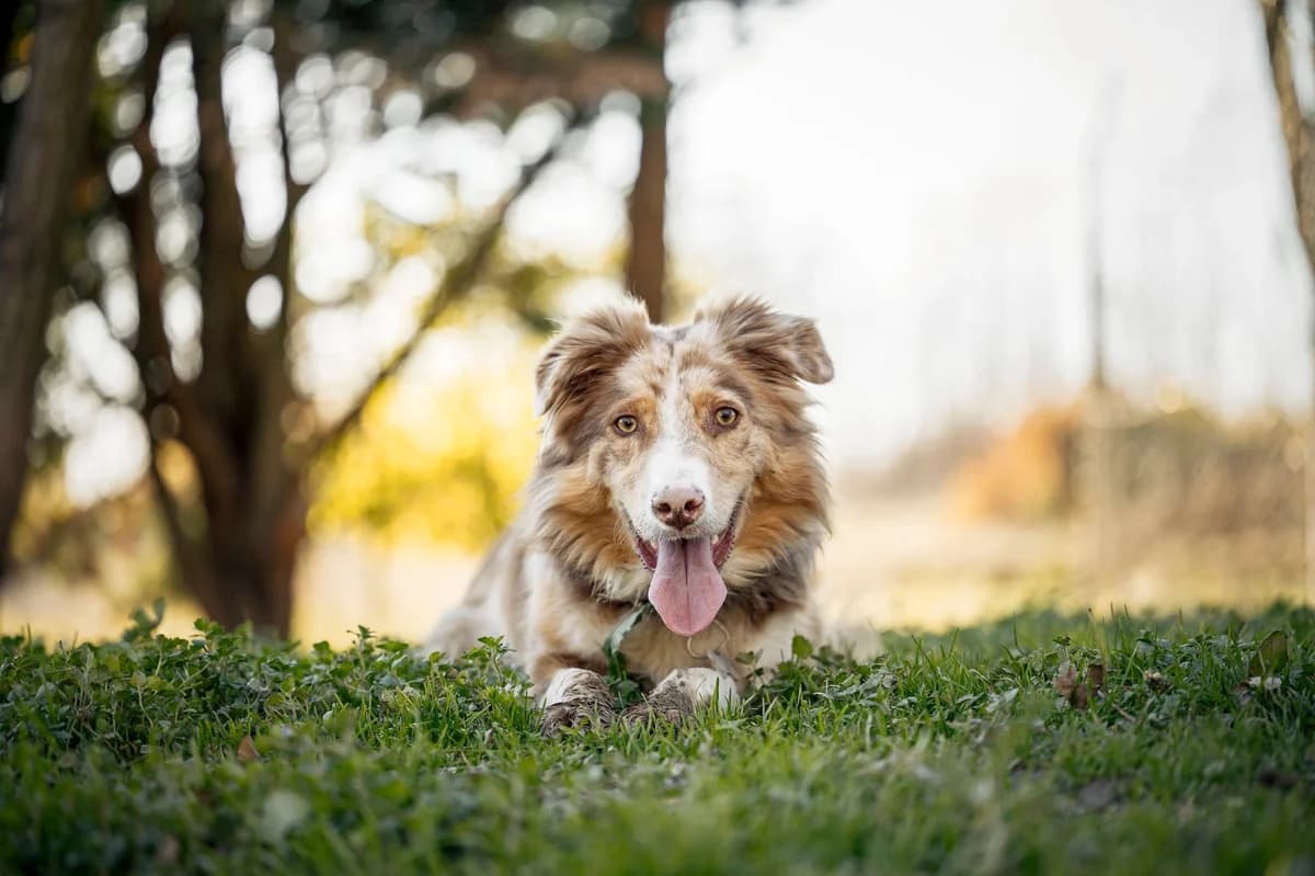 Tao-2, Commentaires :      Tao s entend avec tous les chiens.  Australian Shepherd for adoption at Association Secours Protection Animale (Manosque), Manosque — photo 4 of 8