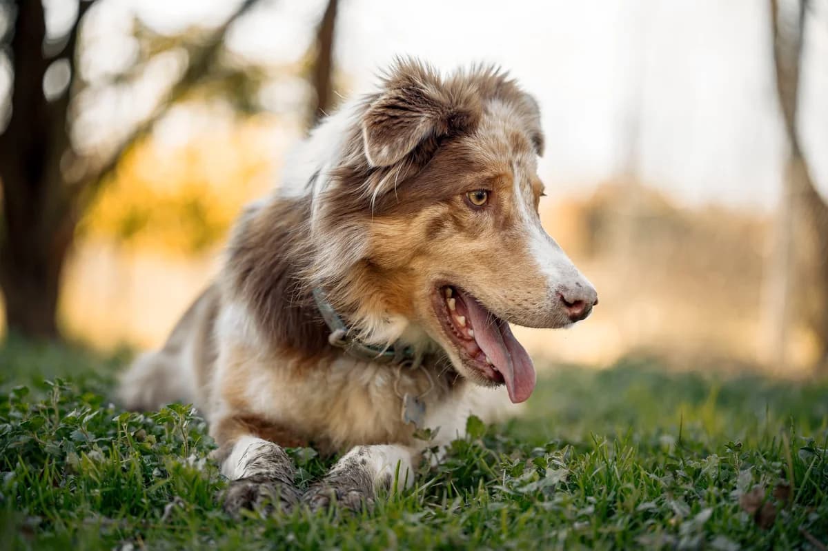 Tao-2, Commentaires :      Tao s entend avec tous les chiens.  Australian Shepherd for adoption at Association Secours Protection Animale (Manosque), Manosque — photo 5 of 8