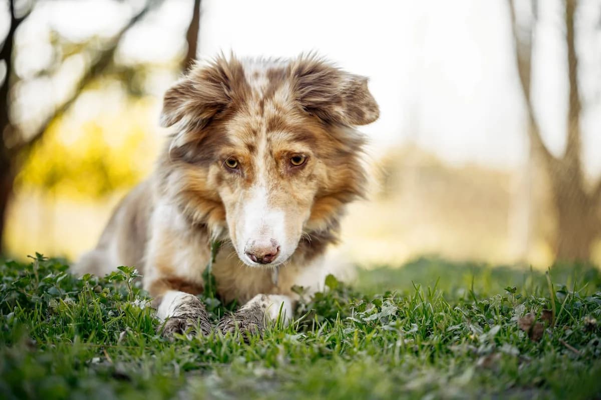 Tao-2, Commentaires :      Tao s entend avec tous les chiens.  Australian Shepherd for adoption at Association Secours Protection Animale (Manosque), Manosque — photo 7 of 8