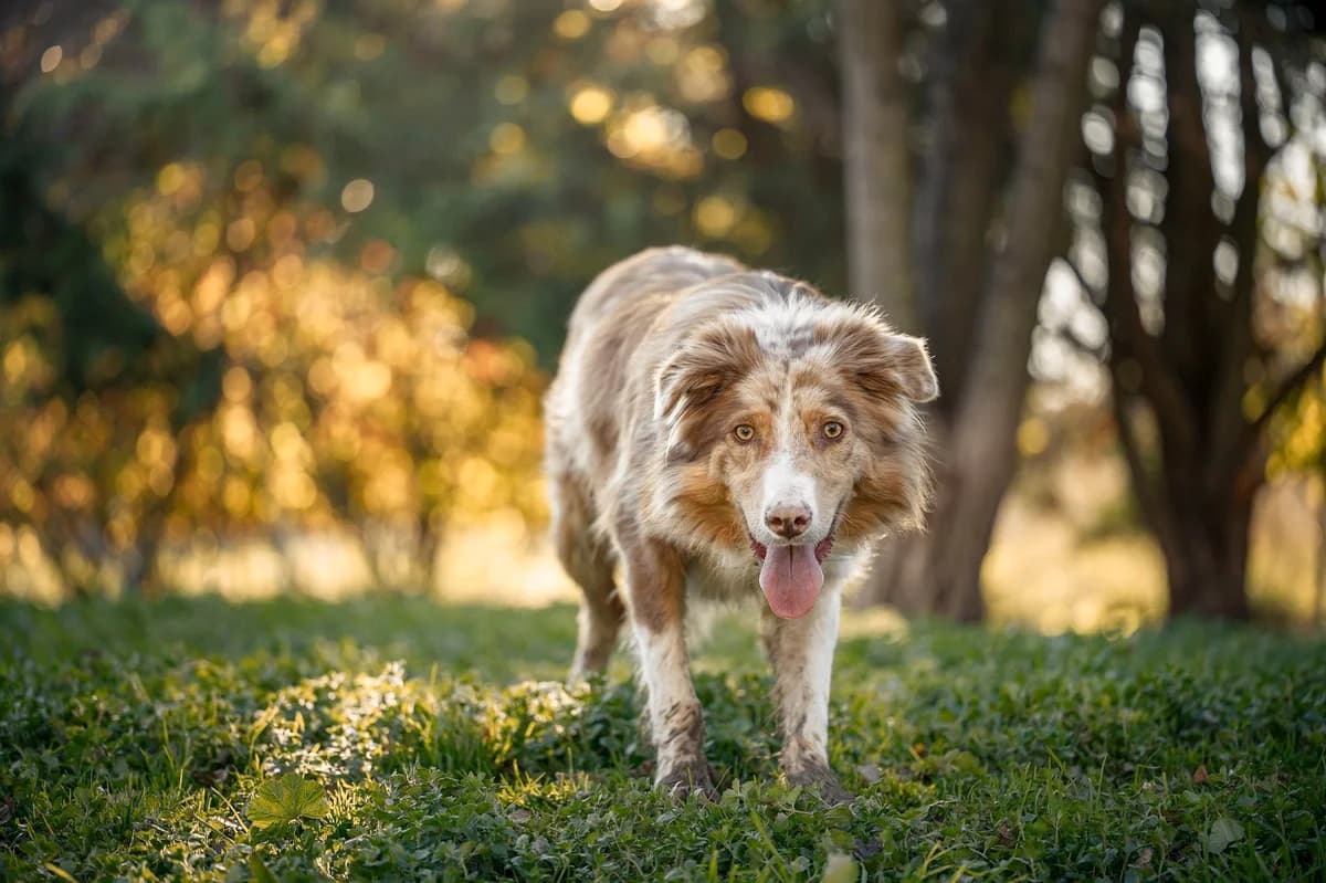 Tao-2, Commentaires :      Tao s entend avec tous les chiens.  Australian Shepherd for adoption at Association Secours Protection Animale (Manosque), Manosque — photo 8 of 8