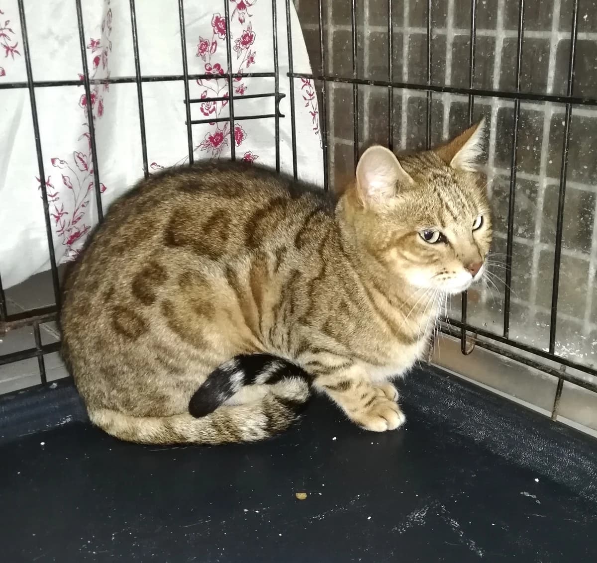 Belle, Commentaires : female Bengal for adoption at Association Secours Protection Animale (Manosque), Manosque