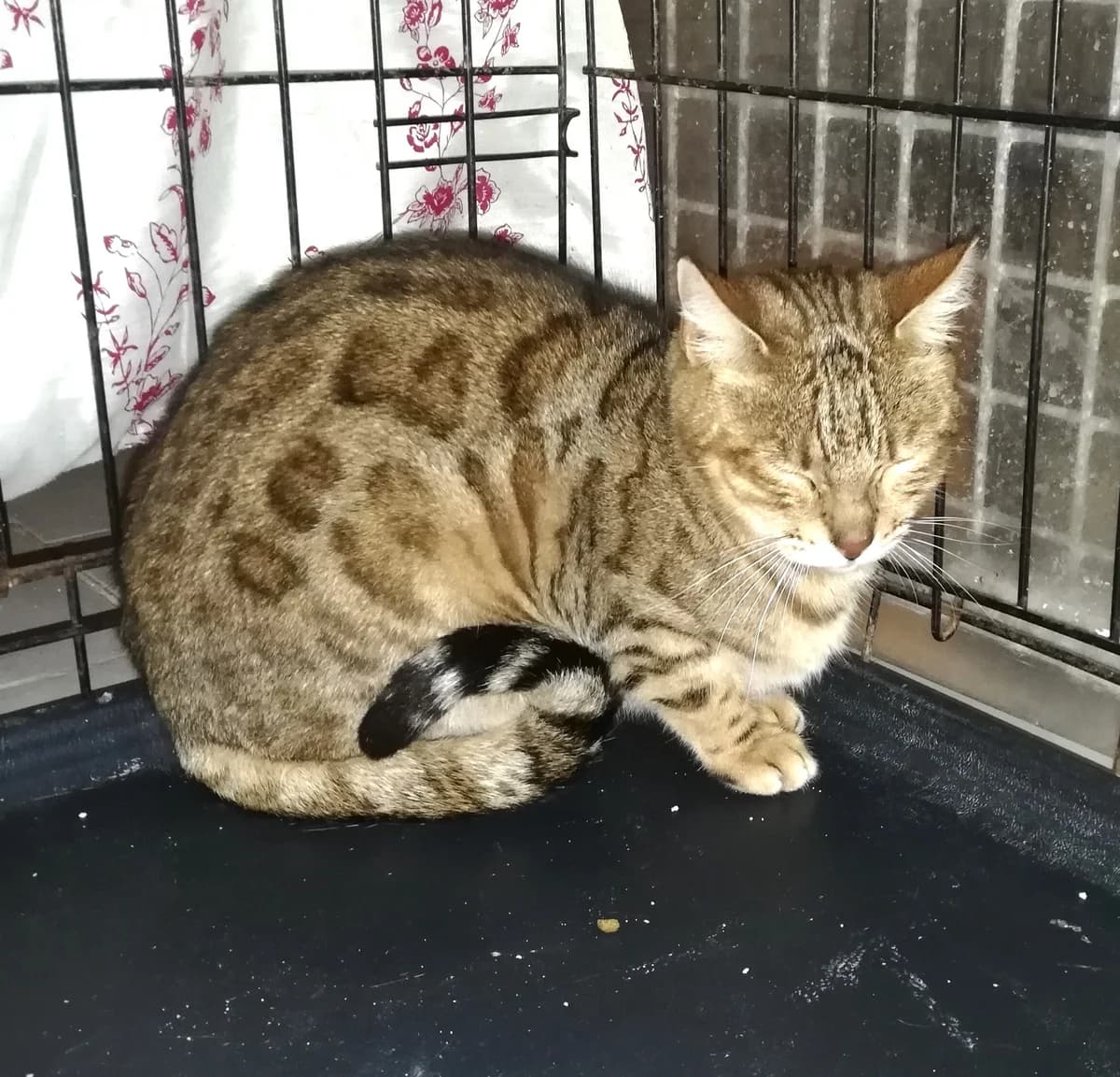 Belle, Commentaires : female Bengal for adoption at Association Secours Protection Animale (Manosque), Manosque — photo 2 of 3