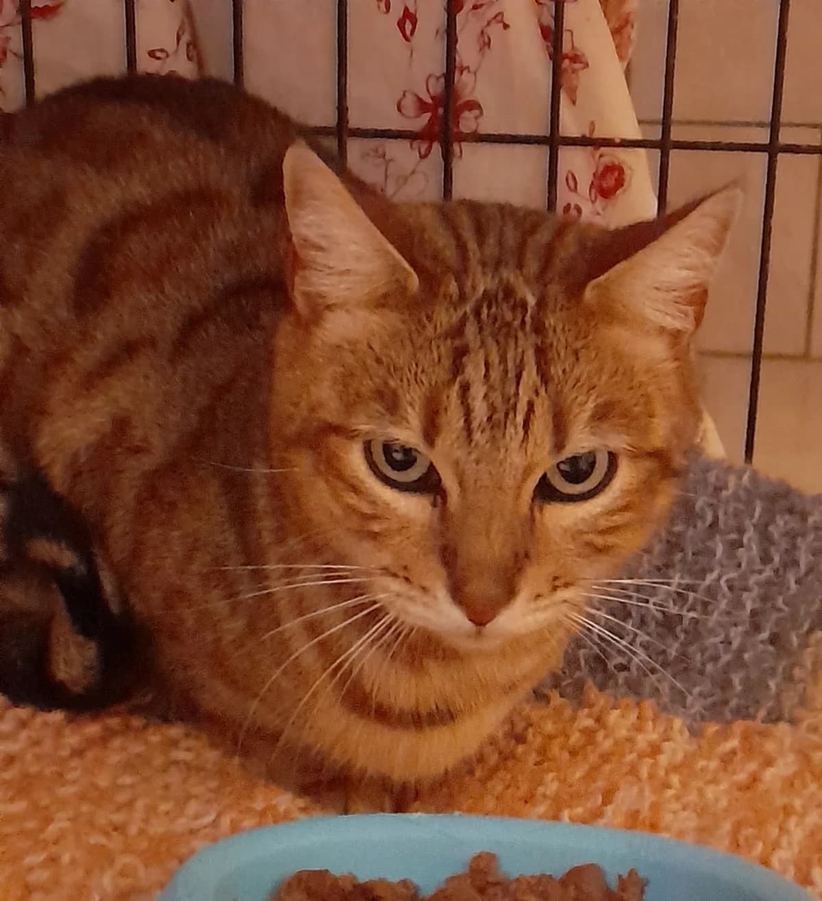 Belle, Commentaires : female Bengal for adoption at Association Secours Protection Animale (Manosque), Manosque — photo 3 of 3