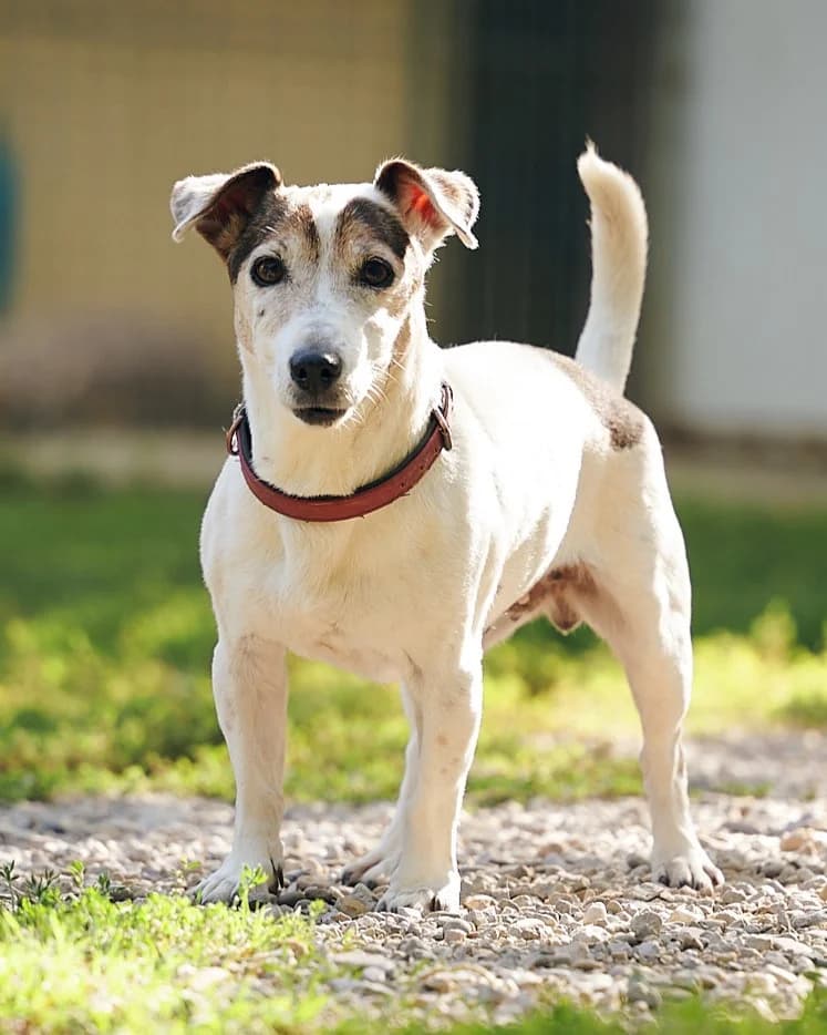 Florette, Commentaires :      FLORETTE est revenue au refuge après un an d adoption. Sa maîtresse a été hospit female Jack Russell Terrier for adoption at Association Secours Protection Animale (Manosque), Manosque — photo 2 of 6