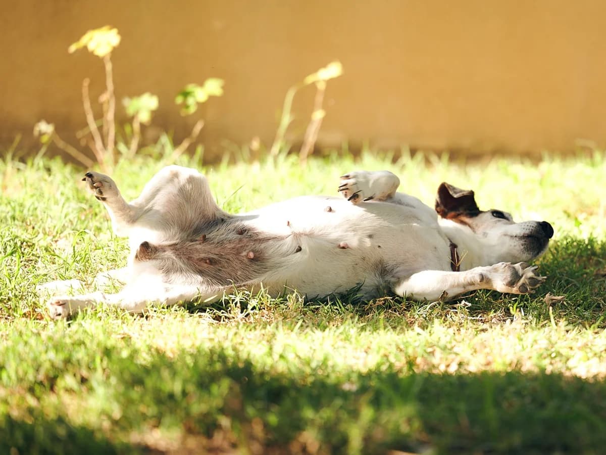 Florette, Commentaires :      FLORETTE est revenue au refuge après un an d adoption. Sa maîtresse a été hospit female Jack Russell Terrier for adoption at Association Secours Protection Animale (Manosque), Manosque — photo 3 of 6