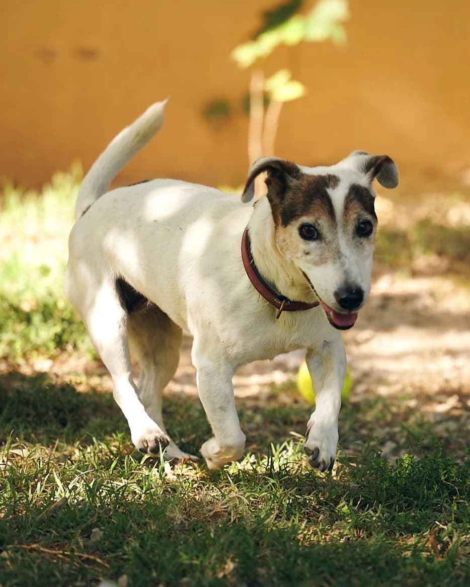 Florette, Commentaires :      FLORETTE est revenue au refuge après un an d adoption. Sa maîtresse a été hospit female Jack Russell Terrier for adoption at Association Secours Protection Animale (Manosque), Manosque — photo 4 of 6