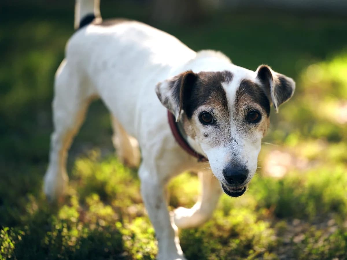 Florette, Commentaires :      FLORETTE est revenue au refuge après un an d adoption. Sa maîtresse a été hospit female Jack Russell Terrier for adoption at Association Secours Protection Animale (Manosque), Manosque — photo 5 of 6