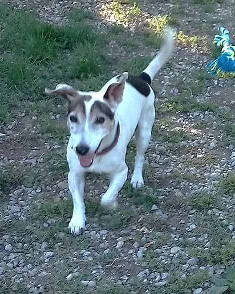 Florette, Commentaires :      FLORETTE est revenue au refuge après un an d adoption. Sa maîtresse a été hospit female Jack Russell Terrier for adoption at Association Secours Protection Animale (Manosque), Manosque — photo 6 of 6