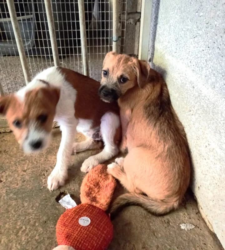 Alba, Taille : female young Mixed Breed for adoption at Association Secours Protection Animale (Manosque), Manosque