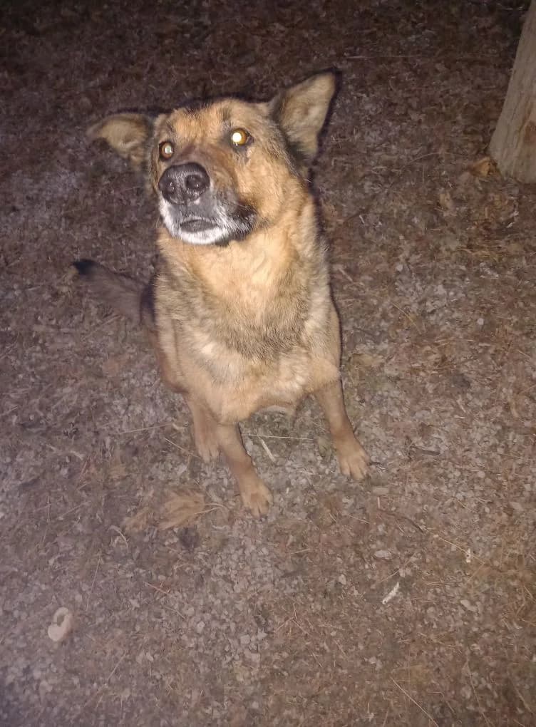 Berger Allemand trouvé, Taille : male German Shepherd for adoption at Association Secours Protection Animale (Manosque), Manosque