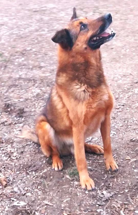 Mulder, Commentaires :     Mulder est très affectueux male German Shepherd for adoption at Association Secours Protection Animale (Manosque), Manosque