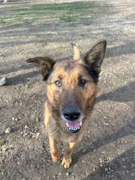 Mulder, Commentaires :     Mulder est très affectueux male German Shepherd for adoption at Association Secours Protection Animale (Manosque), Manosque — photo 2 of 5