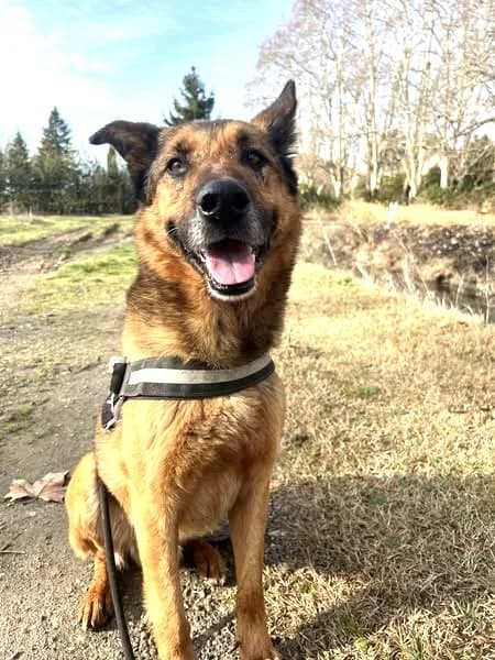 Mulder, Commentaires :     Mulder est très affectueux male German Shepherd for adoption at Association Secours Protection Animale (Manosque), Manosque — photo 3 of 5
