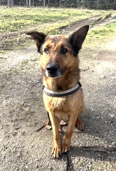 Mulder, Commentaires :     Mulder est très affectueux male German Shepherd for adoption at Association Secours Protection Animale (Manosque), Manosque — photo 4 of 5