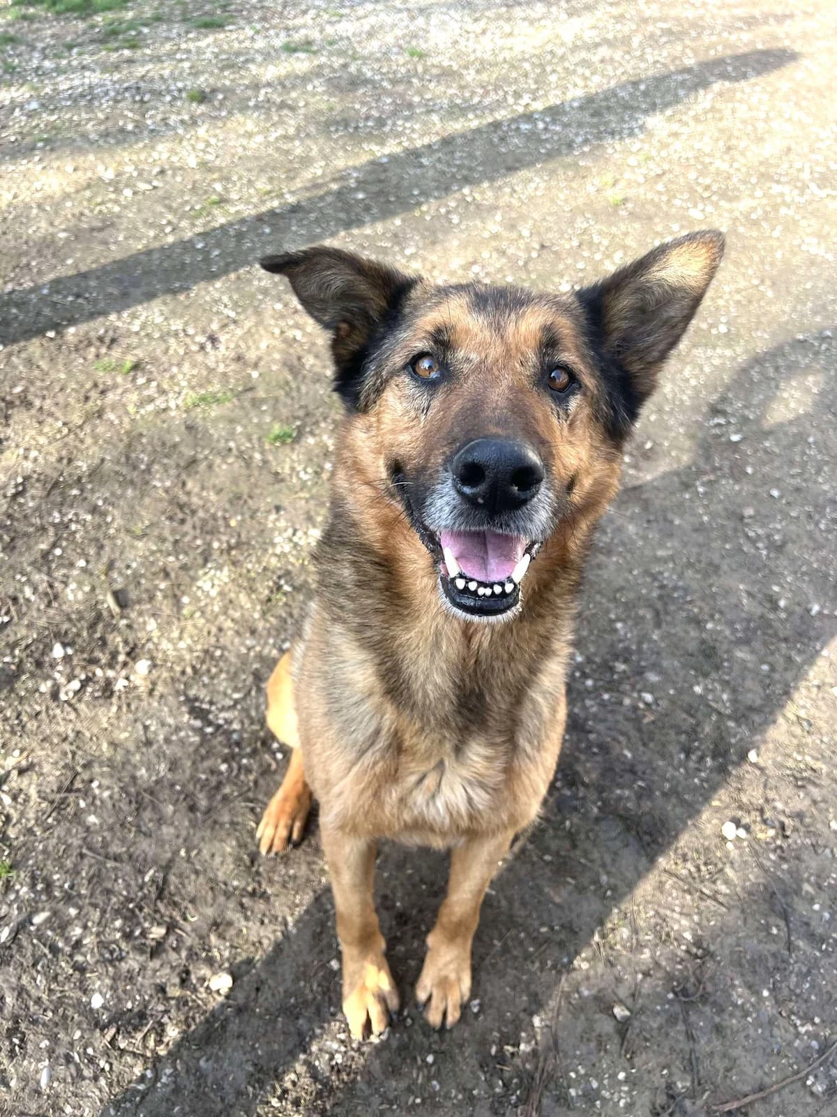 Mulder, Commentaires :     Mulder est très affectueux male German Shepherd for adoption at Association Secours Protection Animale (Manosque), Manosque — photo 5 of 5