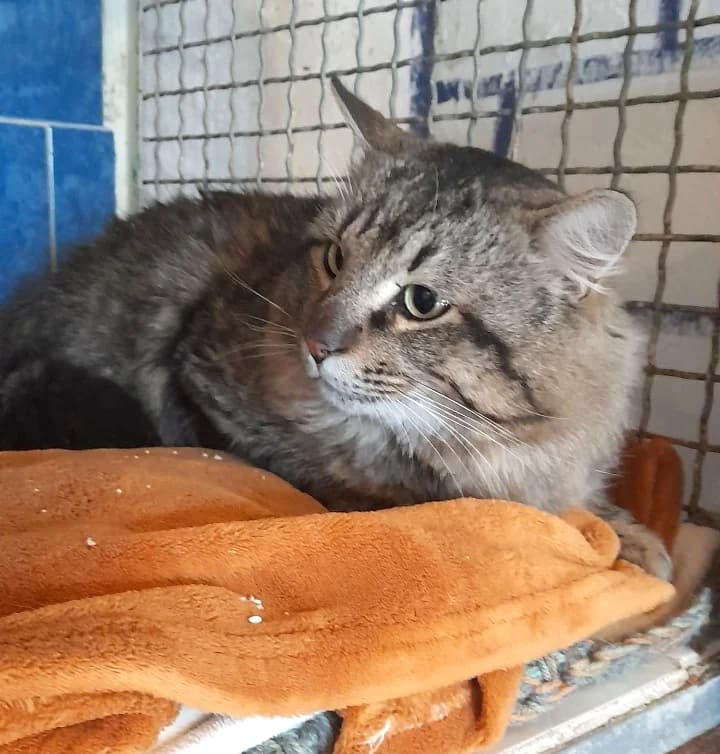 Rouky, male European Shorthair for adoption at Association Secours Protection Animale (Manosque), Manosque