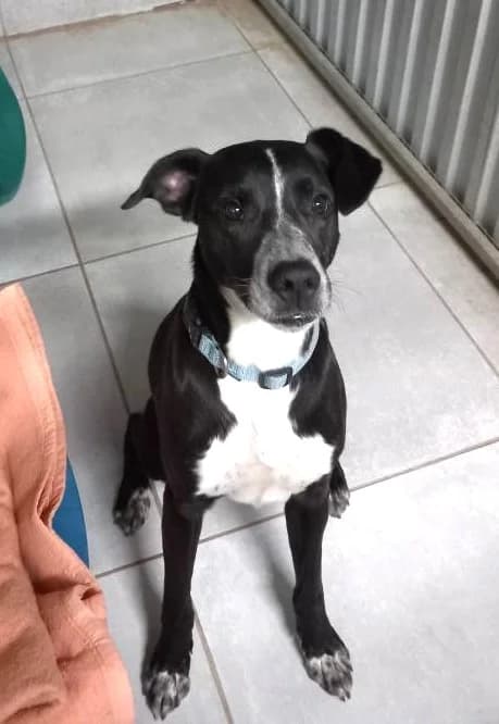 Lucky, male 4yo Labrador Retriever for adoption at Association Secours Protection Animale (Manosque), Manosque