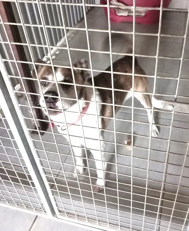 Nano, Commentaires :     NANO est très sociable. Il est câlin et obéissant. male Mixed Breed for adoption at Association Secours Protection Animale (Manosque), Manosque