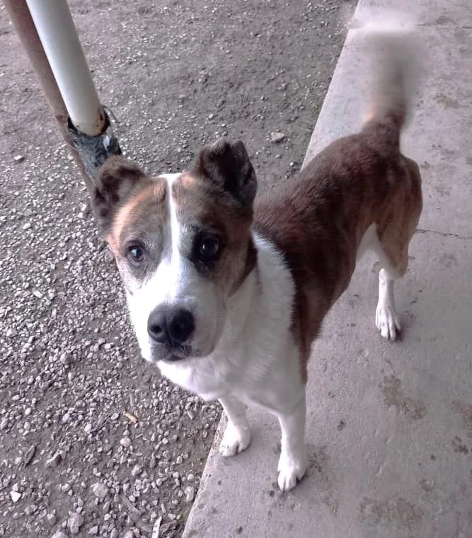 Nano, Commentaires :     NANO est très sociable. Il est câlin et obéissant. male Mixed Breed for adoption at Association Secours Protection Animale (Manosque), Manosque — photo 2 of 3