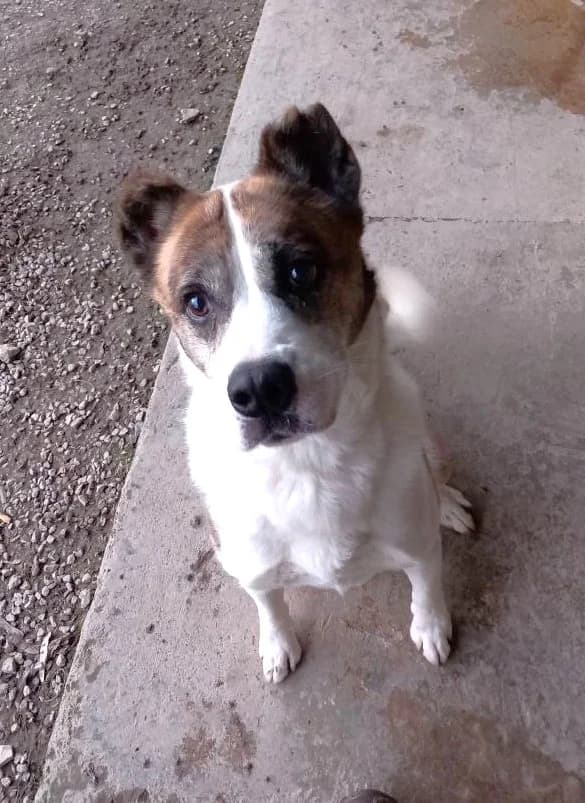 Nano, Commentaires :     NANO est très sociable. Il est câlin et obéissant. male Mixed Breed for adoption at Association Secours Protection Animale (Manosque), Manosque — photo 3 of 3