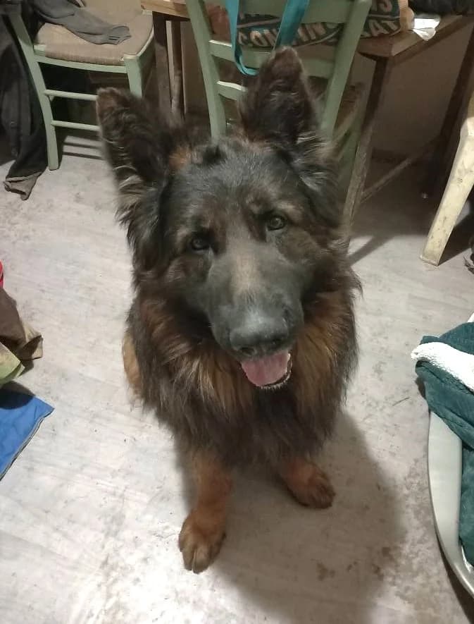 Pancho, Commentaires :     Pancho a du mal à cohabiter avec les autres chiens male German Shepherd for adoption at Association Secours Protection Animale (Manosque), Manosque